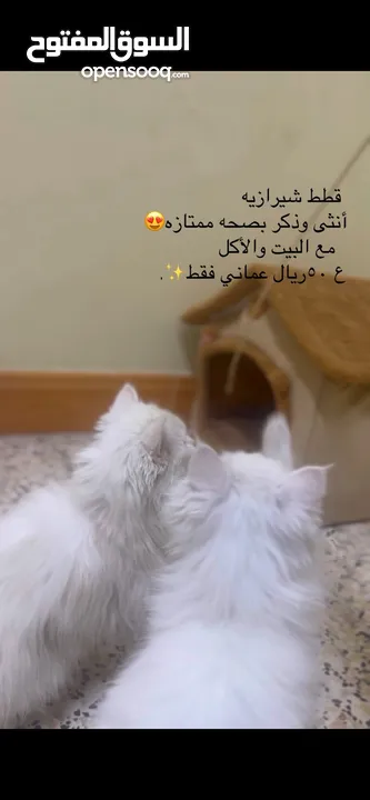 قطط شيرازيه