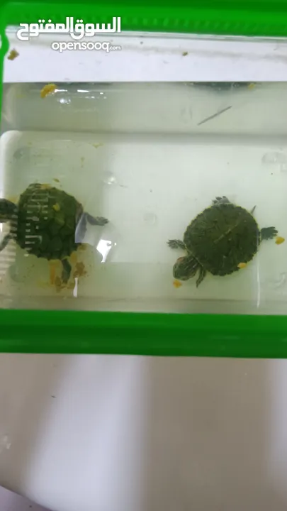 2 healthy cute turtles