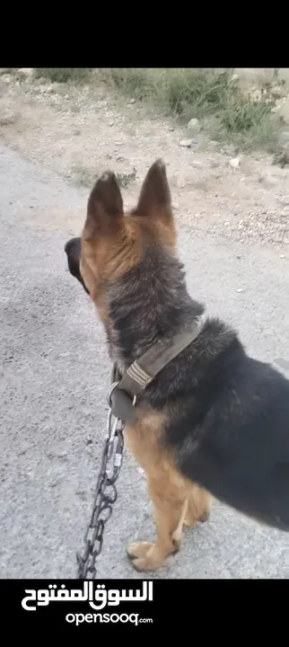 كلب جيرمن بيور عضم عريض مدرب حراسة أو شراسه ماخذ جميع المطاعيم