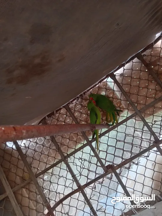 ببغاء ماشاءالله