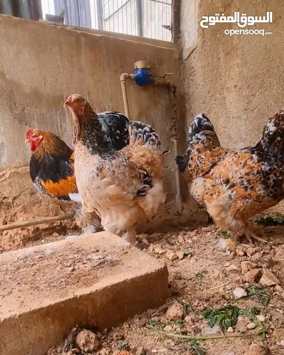 بيض مخصب و صيصان لسلالات دجاج نادره على مستوى العالم