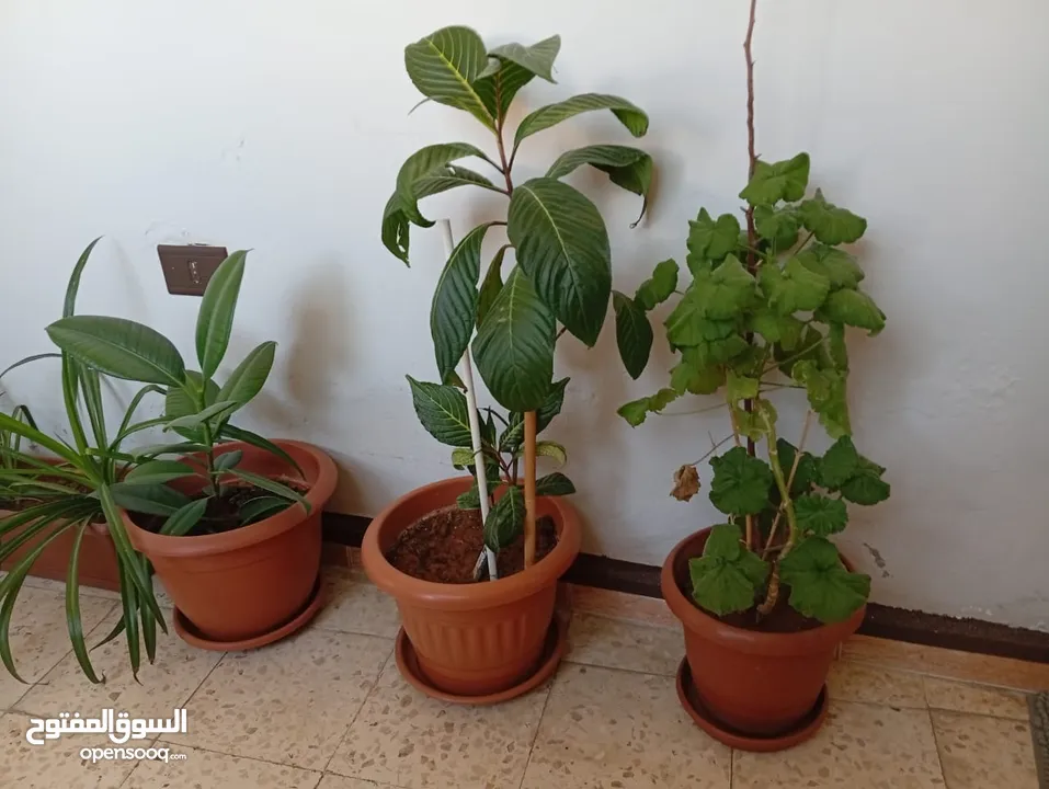 زريعة للبيع