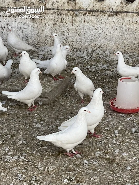 حمام فرنسي جامبو بيور