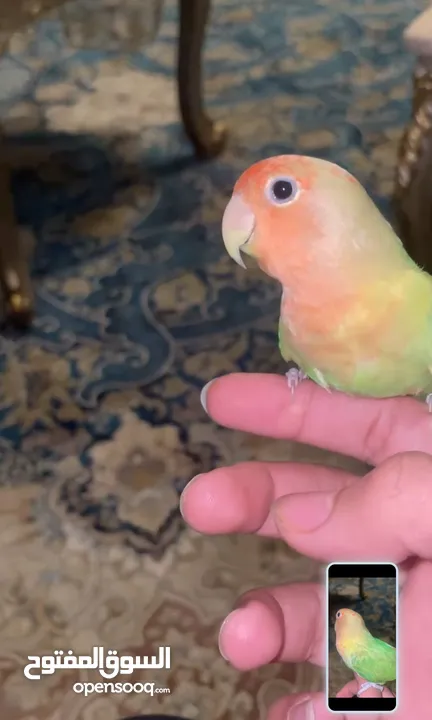 للبيع طير لاف بيرد أليف ومدرب