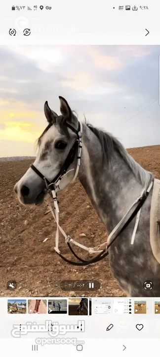 حصان عربي واهو مسجل العمر5 سنوات معسوف مركوب