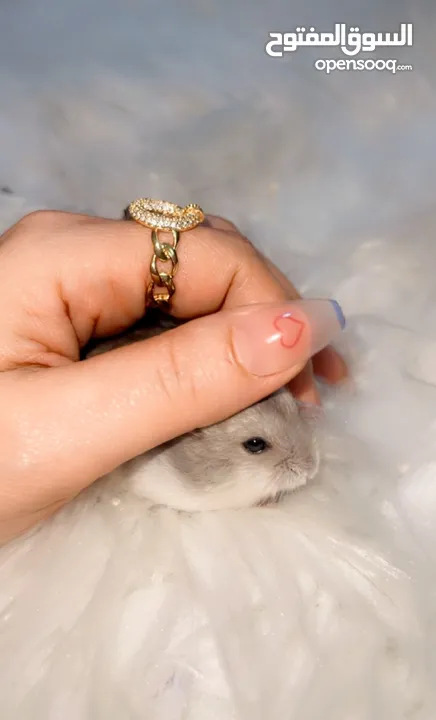 Baby Hamster female one month,7days,for free
