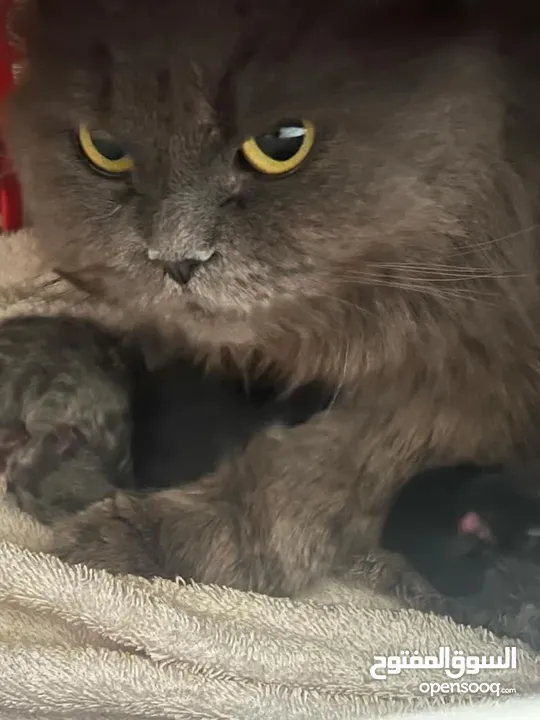 قط شيرازي مع اطفالها (4)