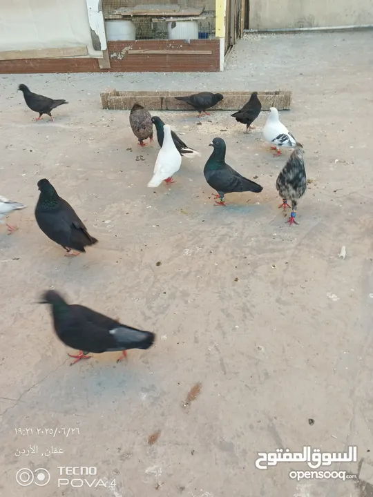 كوم 30 حبة تنضيف سطح جواز فحول طواير فراخ