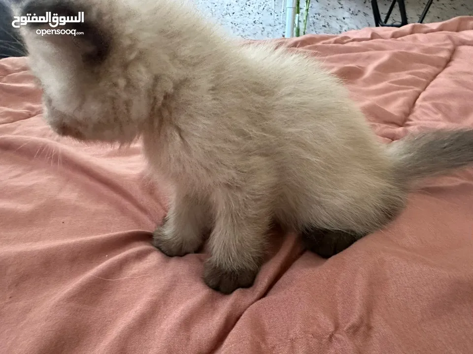 قطط هملايه شوكلت للبيع
