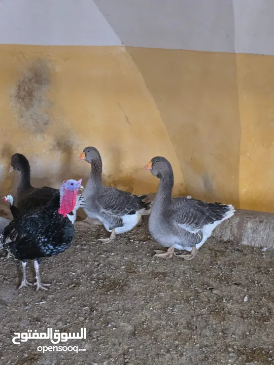 جاج ربط ووز