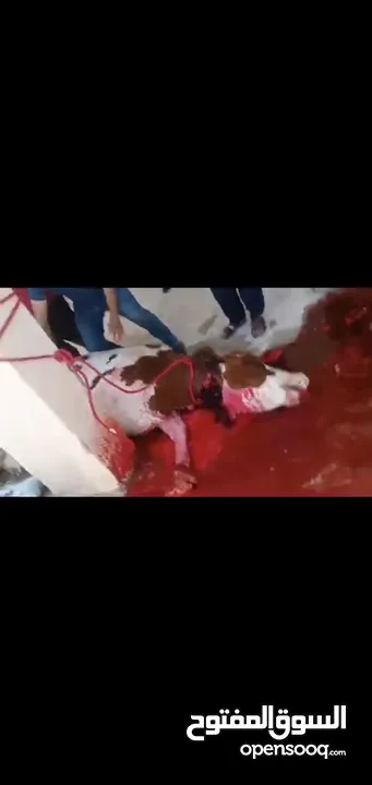 لحامين لذبح الاضاحي عجول و خرفان