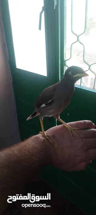 افراخ مينا للزق اليدوي