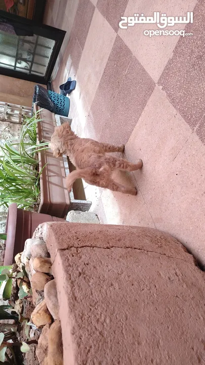 كلب عمر شهرين بيور