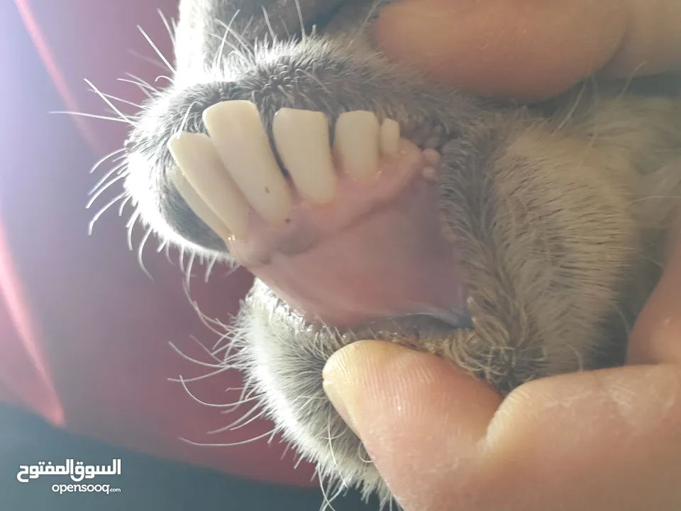 تيس عمر سنتين ونص