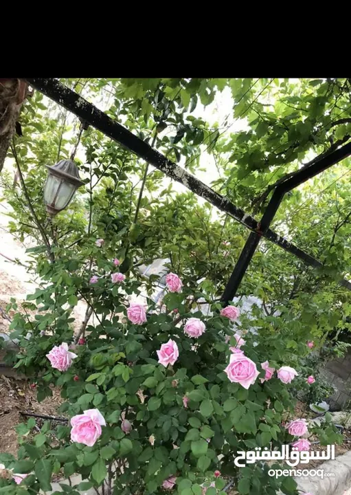 مزرعة مميزة و مشجرة للبيع بسعر مغري