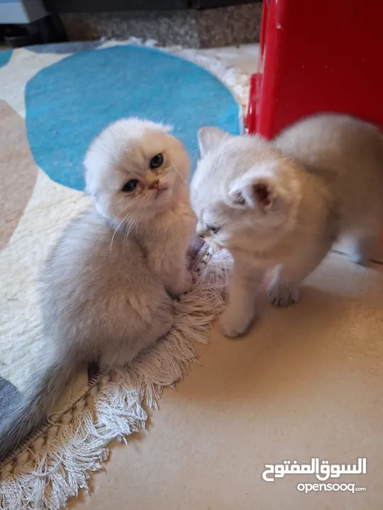 kittens for sale 60 days old    Scottish.