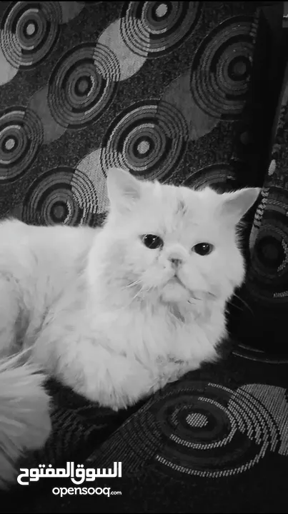 قط للبيع  مرج الحمام