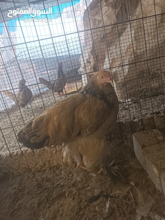 دجاج براهما