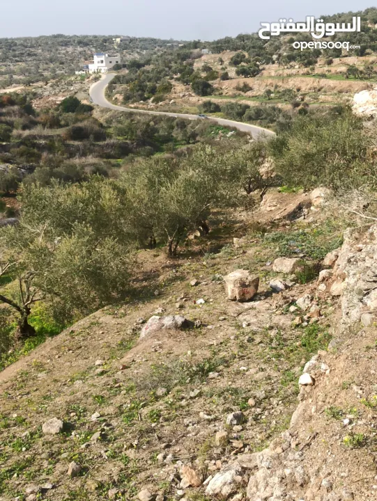 ارض على طريق بلعا دير الغصون قبل مفرق اكتابا