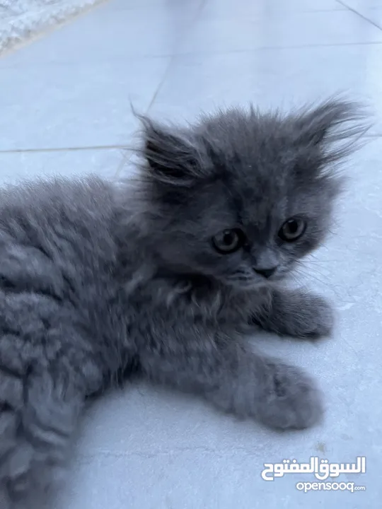 British longhair برتش لونج هير