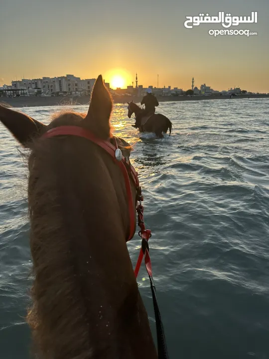 إيواء الخيل Horse shelter بشاطئ السيب بموقع خيالي