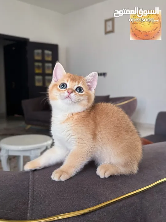 يرتش شررت هير مع شهادة نسب British shorthair