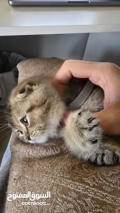 قط سكوتش فولد بيوور شهرين بسعر لقطة - Scottish fold kitten for sale