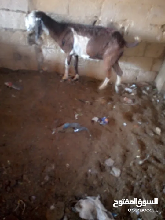 عنز لحم سن جمع نضيف ذكر الله عليها