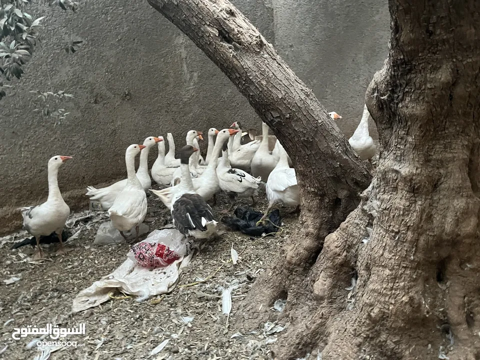 إوز ابيض للبيع