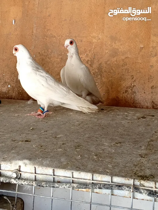 فحول وطواير للبيع