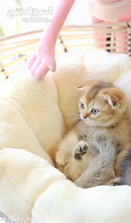 PUREBRED SCOTTISH SHORTHAIR