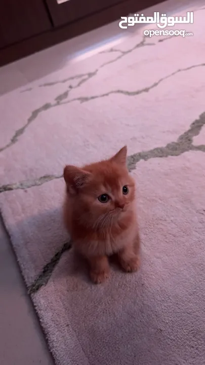 سكوتش فولد شعر قصير ذكر وانثى  Scottish Fold Short Hair Male and Female