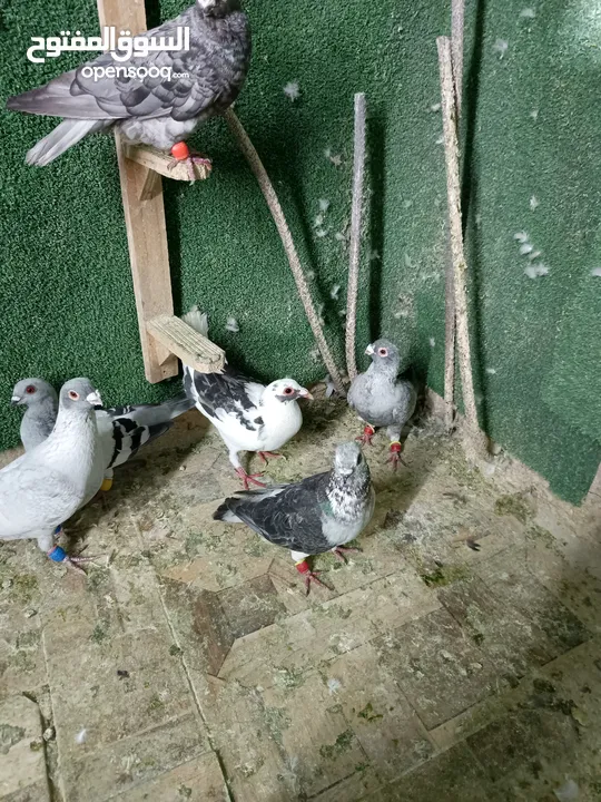طيور حمام بسعر حرق 2