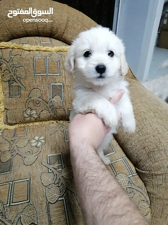 انثى فرنش تيرير عمر شهرين   puppy 2-months female - French Terrier