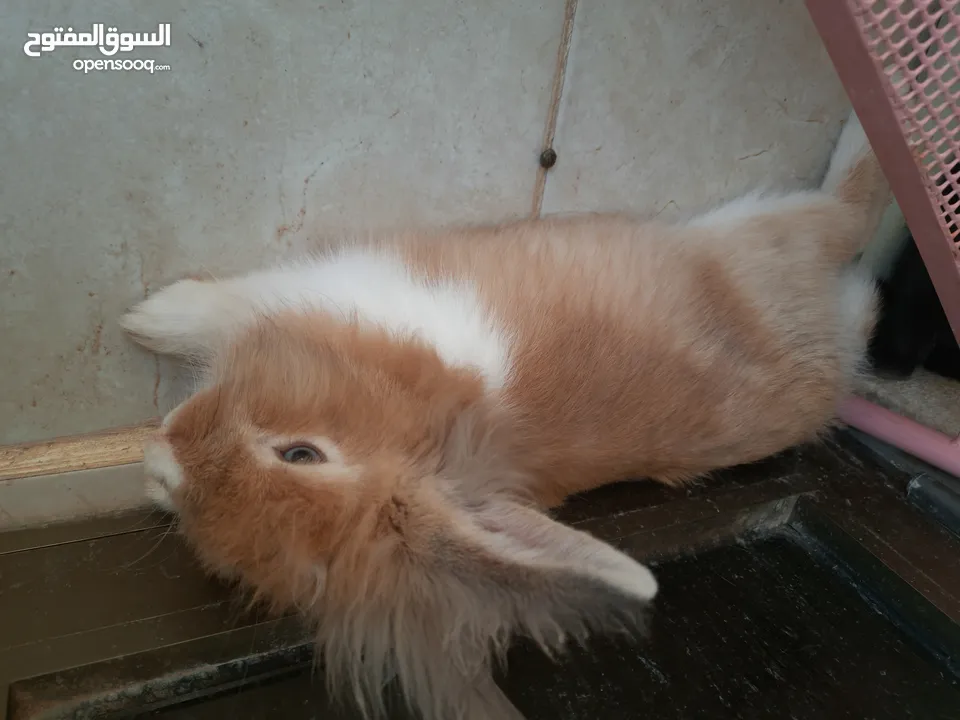 ارانب  lion head ذكور نوعهم راس الاسد Rabbits