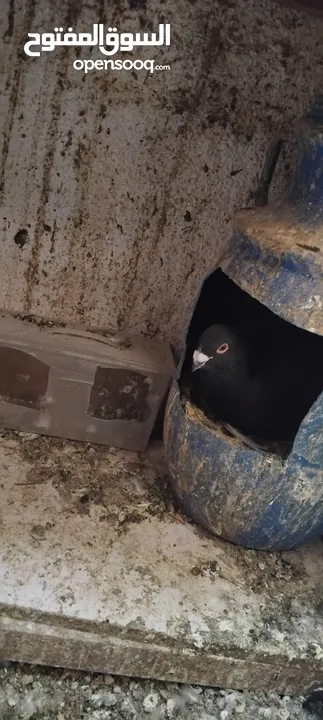 حمام مشكل عند صورهن