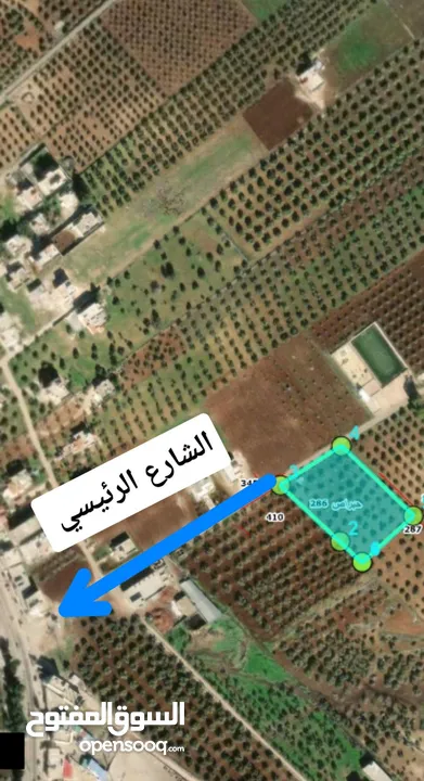 ارض مزروعه زيتون كامله للبيع في حبراص