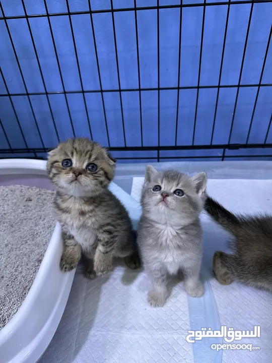 Ns11 ny24 British and Scottish fold avaible