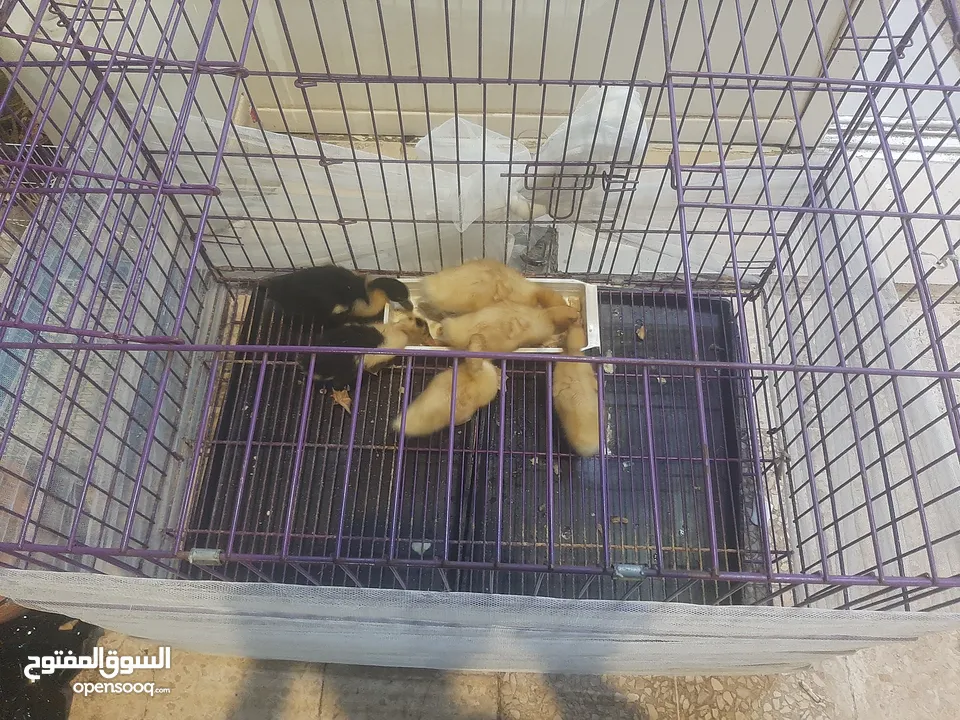 قفص حجم كبير يصلح للقطط اوالكلاب  او طيور