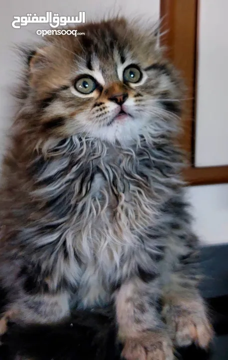 سكوتش فولد قطة انثى شهرين مدربة على اللتر بوكس