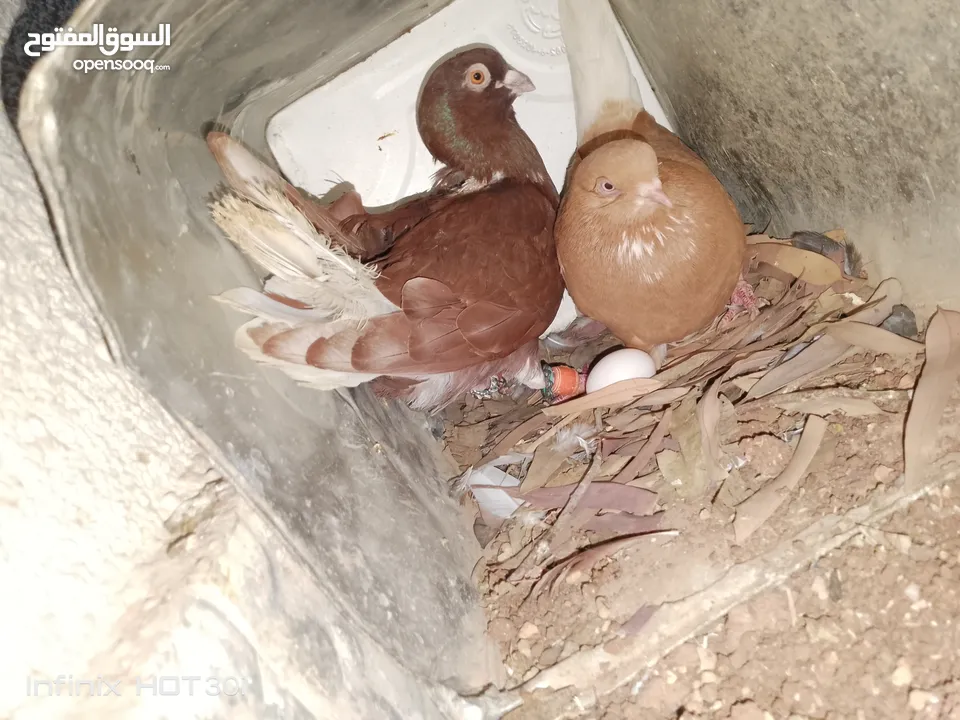 حمام جواز بصلات على نبي الحبه ب دينارين واغلبو تحتيو فراخ وبيض