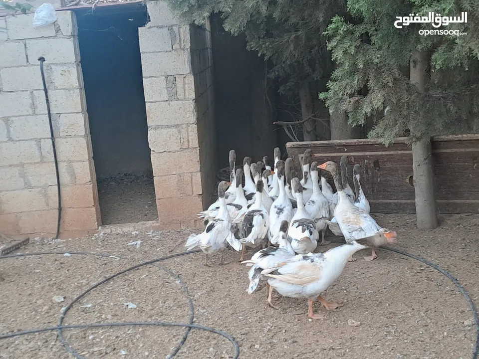 وز شغالة للبيع