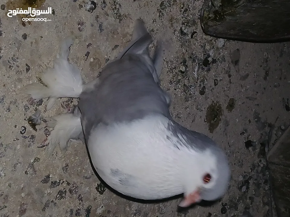 4 جواز شغاله  وفحل مكفوله للبيع دون الفراخ 35 دينار كوم