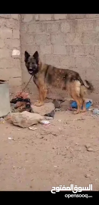 كلب جرمن الموقع صنعاء