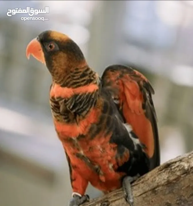 ذكر ببغاء لوري دسكي