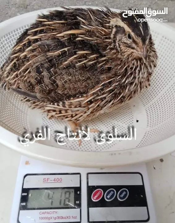 صيصان فري 15قرش الحبه