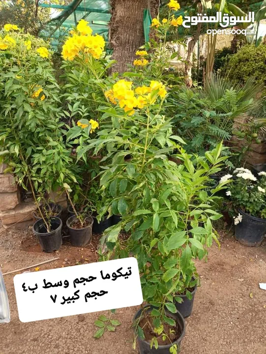 متوفر جميع انواع الاشجار المثمرة والزينة والورود وخدمة الزراع وتنسيق الحدائق وجميع انواع القواير