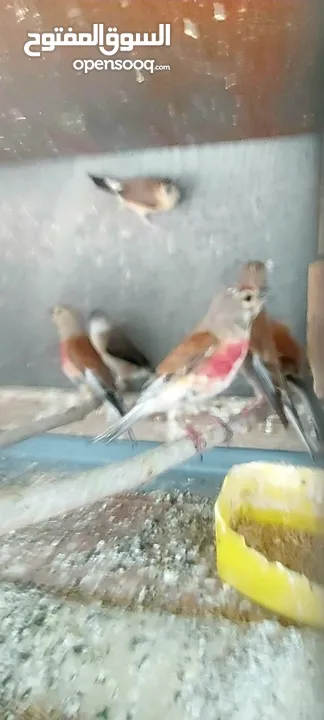 متوفر  طيور  خضري    +  متوفر  طيور  تفحي