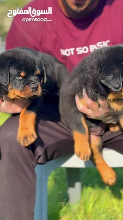 Rottweiler puppies for sale