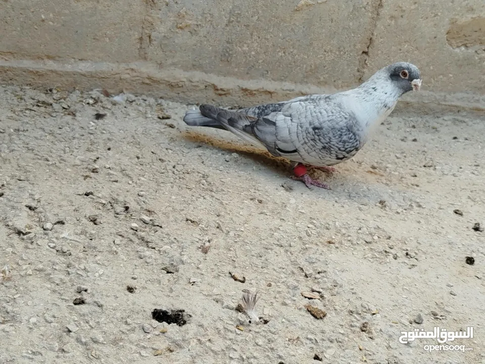 حمام طواير وفحول نخب النخب شغالات ميه بالميه في فحول كش بيهن